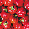Pepper Sheepnose 10 Seeds + GIFT Only-Heirlooms
