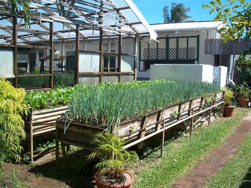 Tobago herb garden From Wikipedia