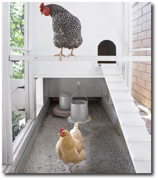 The Cluckin’ Basics: Keeping Chickens for the Next Catastrophe