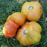 HEIRLOOM PINEAPPLE TOMATO 30 SEEDS HUGE UP TO 2 POUNDS