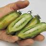 GREEN SAUSAGE HEIRLOOM TOMATO SEEDS FARMERS MARKET FAV