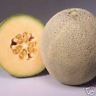 HONEY ROCK MELON SEEDS AN HEIRLOOM DATING BACK TO 1920