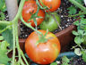 MANITOBA TOMATO SEED FOR AREAS WITH SHORT SUMMER SEASON