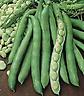Bean Fava Broad Bean 10 Seeds Only Heirlooms + GIFT