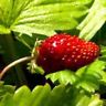 Strawberry Golden Alexandria 50 Heirloom Seeds +GIFT