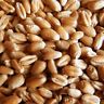 #10 Can Hard Red Wheat Emergency Camping Survival Food