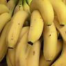 Case Fruit Dehydrated Bananas Emergency Survival Food