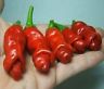 Peter Pepper Red 10 Heirloom Seeds Only-Heirlooms +GIFT