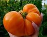 Tomato Seed Amana Orange Lycopene Rich Top 10 Heirloom 