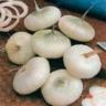 Onion Cipollini Bianca Maggio 50 Seeds Only-Heirlooms