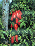 Tomato San Marzano 25 Seeds + GIFT Only-Heirlooms