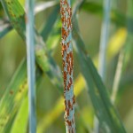 Ug99 Wheat Rust